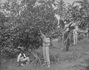 Recolección de naranjas en Jamaica, siglo XIX de Unbekannt