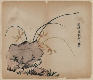 Orquídea en las rocas, siglo XVIII