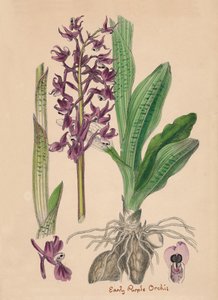 Orchis mascula. Orquídea púrpura temprana, siglo XIX