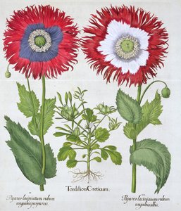 Amapolas ornamentales de Unbekannt