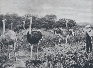 Avestruces, 1924 de Unbekannt