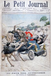 Avestruces atacando un coche, California, EE.UU., 1904