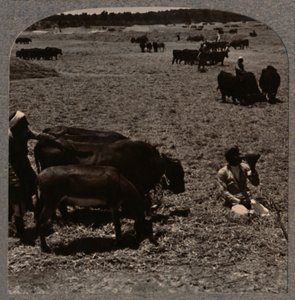 Bueyes trillando maíz, c. 1900 de Unbekannt
