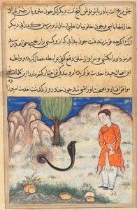 Página de Cuentos de un loro Tuti-nama: Trigésima séptima noche: El príncipe..., c. 1560 de Unbekannt