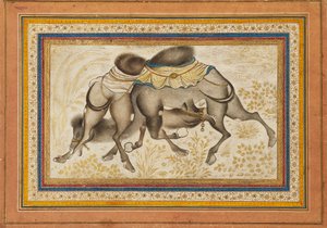 Página de un muraqqa disperso, o álbum, que representa dos camellos peleando, pintura c1675 de Unbekannt
