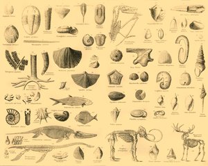 Paleontología, c. 1910 de Unbekannt