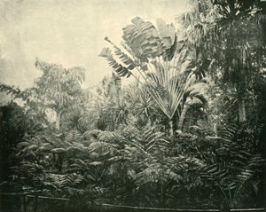 Isla de palmas y helechos, Jardines Botánicos, Brisbane, 1901 de Unbekannt