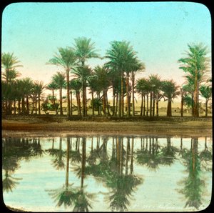 Palmeras reflejadas en el agua, India, finales del siglo XIX o principios del siglo XX de Unbekannt