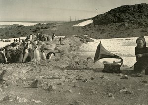 Pingüinos escuchando el gramófono durante el verano de Unbekannt