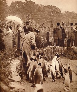 Pingüinos desfilando para el Rey, 1934 1935