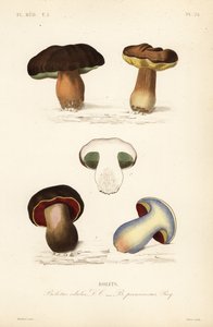 Boletus edulis y Suillellus luridus de Unbekannt