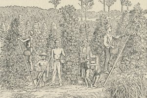 Plantación de Pimienta, 1924 de Unbekannt