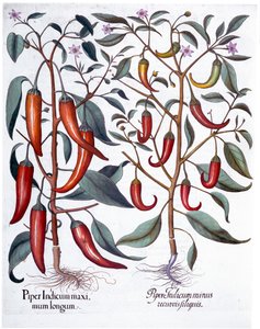 Pimientos, 1613