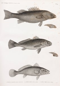 Perche Allongee; Sciene Aigle & Sciene Corb de Unbekannt