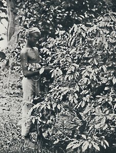 Recolectando café, 1916