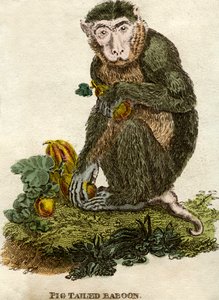 Babuino con coleta de Unbekannt