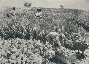 Plantación de piñas de Unbekannt