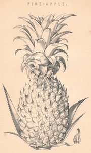 Piña, siglo XIX de Unbekannt