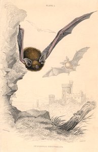 Murciélago Pipistrelle Pipistrellus pipistrellus, 1828 de Unbekannt
