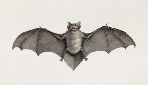 Murciélago Pipitrelle, murciélagos en Egipto de Unbekannt
