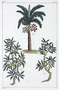 Plantas medicinales, China