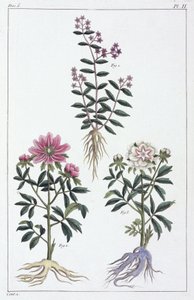 Plantas medicinales, China de Unbekannt