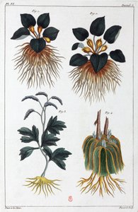 Plantas medicinales, China de Unbekannt
