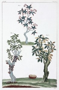 Plantas medicinales, China