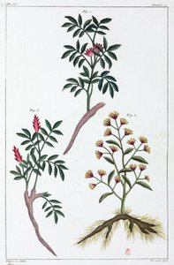 Plantas medicinales, China de Unbekannt