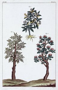 Plantas medicinales, China