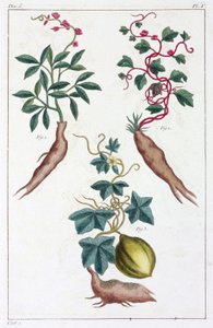 Plantas medicinales, China