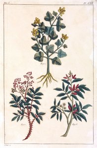 Plantas medicinales, China de Unbekannt