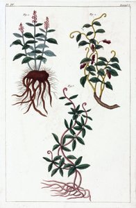 Plantas medicinales, China