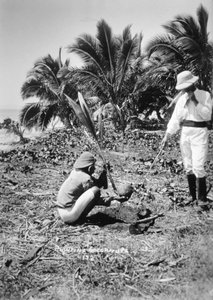 Plantando cocos, Isla Salomón, Fiyi, 1905