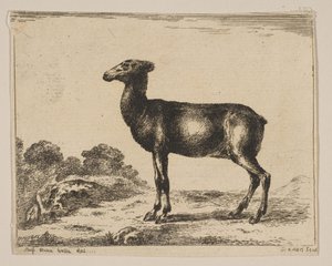 Placa 15: cierva, de Diversos animales, después de 1641 de Unbekannt