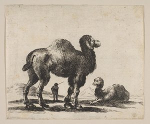 Placa 17: camellos, de Varios animales Diversi animali, después de 1641