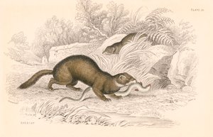 Turón Mustela putorius, miembro de la familia de los mustélidos, 1828 de Unbekannt