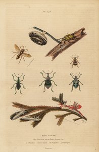 Polistes gallicus, avispa de papel y nido, gorgojo azul, Eupholus schoenherri, gorgojo de raíz, Diaprepes abbreviatus, babosas de mar Polycera, Ancula gibbosa, ancula atlántica, en algas marinas de Unbekannt