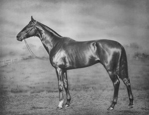 Polymelus, 1902-1924 de Unbekannt