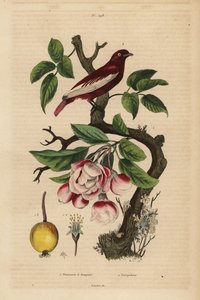 Cotinga pompadour, Xipholena punicea, en un manzano, Malus pumila, fruta, flor Pompadour y manzano a ramos de Unbekannt