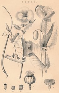 Amapola, siglo XIX de Unbekannt