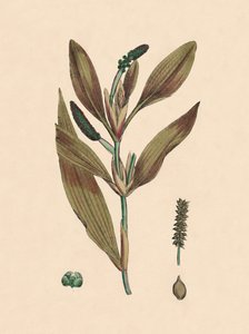 Potamogeton rufescens. Hierba de estanque rojiza, siglo XIX de Unbekannt