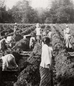 Preparando canales de riego en una plantación de azúcar, Java, Indias Orientales Neerlandesas, 1927 de Unbekannt