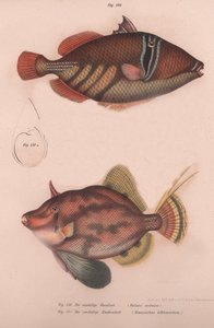 Pez cuerno espinoso Batistes aculeatus, Monacanthus bifilamentosus, c.1850s de Unbekannt