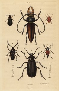 Psalidognathus friendii 1, Madre de la Culebra, Acanthinodera cumingii 2, Allocerus dilaticorne 3, Callipogos barbatus 4, Anacolus sanguineus 5 y Prionus flavipennis 6 de Unbekannt