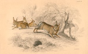 Conejo Oryctolagus cuniculus, 1828 de Unbekannt