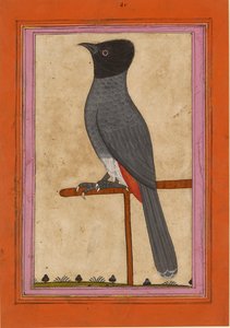 Bulbul de Ventana Roja, principios del siglo XIX de Unbekannt
