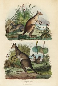 Canguro rojo, Macropus rufus 1, canguro gris oriental, Macropus giganteus 2, y wallaby oscuro, Thylogale brunii 3 de Unbekannt