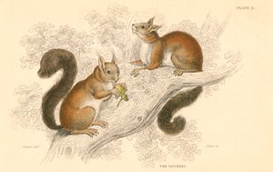 Ardilla roja Sciurus vulgaris, roedor arborícola nativo de Europa y Asia, 1828 de Unbekannt