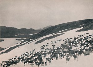 Renos en las montañas, 1914